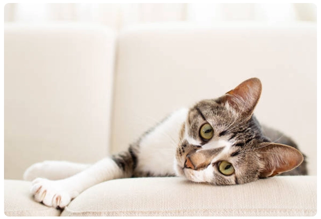 Comment entretenir son canapé avec des animaux ?