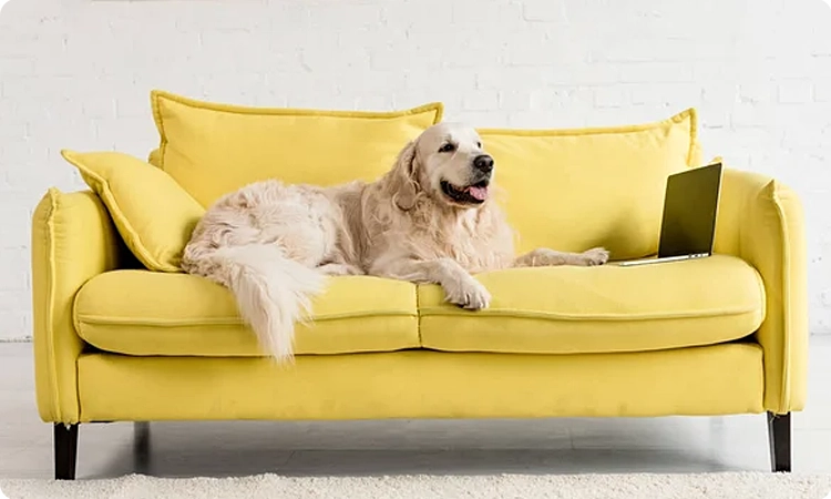 Pourquoi choisir un canapé pour chien ?