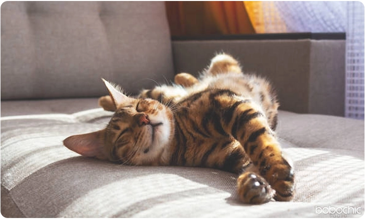 Quel canapé choisir quand on a un chat ?